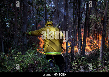 Florida Stadt Concepcion, Chile. 31. Januar 2017. Ein Feuerwehrmann nimmt Teil am Kampf gegen einen Waldbrand in Florida Stadt Concepcion Provinz, Biobio Region, Chile. Chile hat noch 14 Gemeinden, zwei Regionen und Provinzen Alarmstufe Rot wie Waldbrände wüten im Land weiterhin. Bildnachweis: Xinhua/Alamy Live-Nachrichten Stockfoto