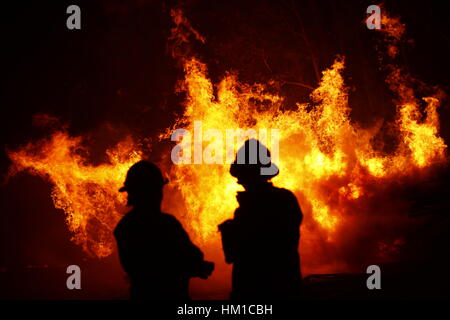 Portezuelo, Chile. 31. Januar 2017. Feuerwehrleute arbeiten während des Kampfes gegen einen Waldbrand in Portezuelo Stadt in der Provinz Nuble, Chile. Chile hat noch 14 Gemeinden, zwei Regionen und Provinzen Alarmstufe Rot wie Waldbrände wüten im Land weiterhin. Bildnachweis: Xinhua/Alamy Live-Nachrichten Stockfoto