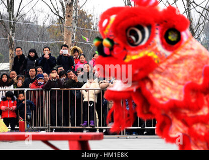 Wuhan, China Hubei Provinz. 31. Januar 2017. Bürgerinnen und Bürger sehen einen Drachen-Tanzwettbewerb in Wuhan, der Hauptstadt der Provinz Zentral-China-Hubei, 31. Januar 2017. Bildnachweis: Cheng Min/Xinhua/Alamy Live-Nachrichten Stockfoto