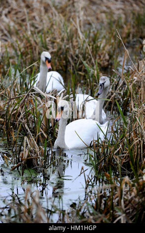 Bolton, Lancashire, UK. 31. Januar 2017. Zwei Schwäne und ein Cygnet schlängeln durch den verwilderten Schilf für Bolton, Bury und Manchester Canal, Bolton, Lancashire. Bild von Paul Heyes, Dienstag, 31. Januar 2017. Bildnachweis: Paul Heyes/Alamy Live-Nachrichten Stockfoto