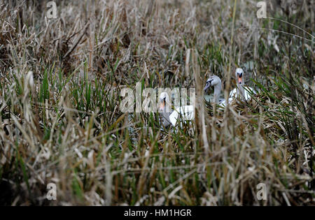 Bolton, Lancashire, UK. 31. Januar 2017. Zwei Schwäne und ein Cygnet schlängeln durch den verwilderten Schilf für Bolton, Bury und Manchester Canal, Bolton, Lancashire. Bild von Paul Heyes, Dienstag, 31. Januar 2017. Bildnachweis: Paul Heyes/Alamy Live-Nachrichten Stockfoto