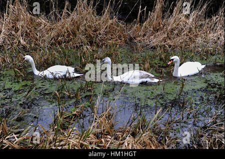 Bolton, Lancashire, UK. 31. Januar 2017. Zwei Schwäne und ein Cygnet schlängeln durch den verwilderten Schilf für Bolton, Bury und Manchester Canal, Bolton, Lancashire. Bild von Paul Heyes, Dienstag, 31. Januar 2017. Bildnachweis: Paul Heyes/Alamy Live-Nachrichten Stockfoto