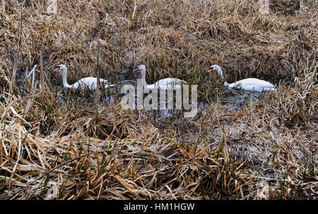 Bolton, Lancashire, UK. 31. Januar 2017. Zwei Schwäne und ein Cygnet schlängeln durch den verwilderten Schilf für Bolton, Bury und Manchester Canal, Bolton, Lancashire. Bild von Paul Heyes, Dienstag, 31. Januar 2017. Bildnachweis: Paul Heyes/Alamy Live-Nachrichten Stockfoto