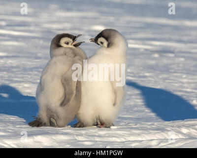 Gould Bay, Weddellmeer, Antarktis. 19. November 2016. Zwei Kaiserpinguin-Küken erscheinen, wie sie in einer tiefen Unterhaltung tätig sind, wie sie das Eis genießen die Klatsch und jede andere Firma flanieren. * Bitte beachten Sie LIVE NEWS-Tarife * Credit: Roger Clark/Alamy Live-Nachrichten Stockfoto