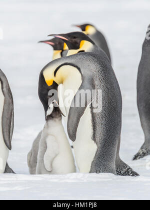 Gould Bay, Weddellmeer, Antarktis. 18. November 2016. Ein Kaiserpinguin Elternteil ist ihre Küken füttern. Sie tun dies durch erbrechend aus dem Magen. In diesem Fall das Küken verhält sich mit Begeisterung und ungewöhnlich hat seinen Kopf fast in den Erwachsenen Mund gefangen. * Bitte beachten Sie LIVE NEWS-Tarife * Credit: Roger Clark/Alamy Live-Nachrichten Stockfoto