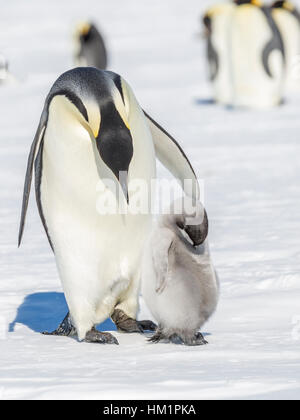 Gould Bay, Weddellmeer, Antarktis. 19. November 2016. Ein Kaiserpinguin Elternteil wird zum Handeln in Bezug auf ihre Küken. Angesichts der Tatsache, dass das Küken ist den Eltern-Flügel schlummern richtet sich wahrscheinlich an die Küken wecken. * Bitte beachten Sie LIVE NEWS-Tarife * Credit: Roger Clark/Alamy Live-Nachrichten Stockfoto