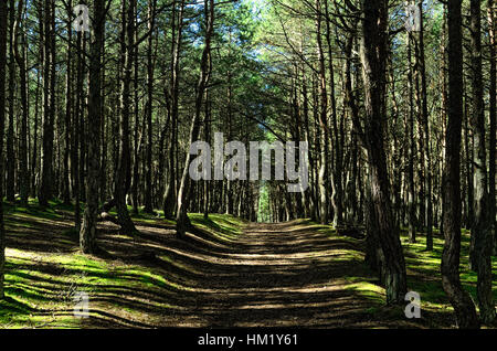 Straße im Sommer Wald. "Dancing" Kiefernwald auf der Kurischen Nehrung, Kaliningrad Region, Russland Stockfoto