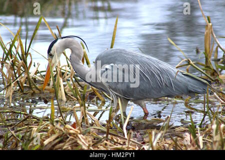 Heron mit Silber und weißen Federn am Teich in Bushy Park, London. Januar 2017 Stockfoto