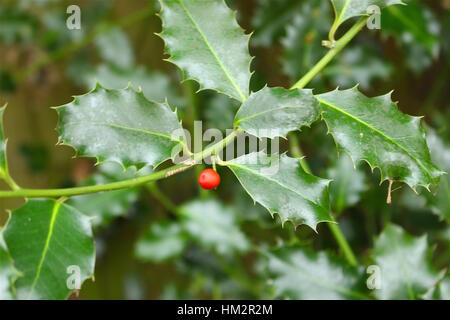 Holly Zweig Closeup in Bushy Park, London. Stockfoto