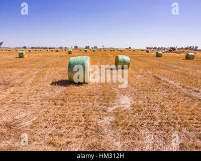 Heuballen im Feld in Australien geerntet gerollt Stockfoto