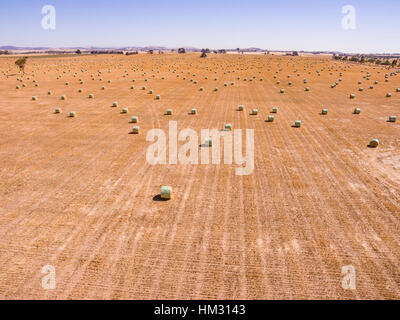 Rolled hay bales harvested in field in Australia Stockfoto