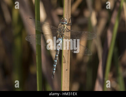 Männliche Migranten Hawker, Aeshna Mixta ließ sich auf Reed, Herbst. Stockfoto