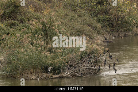 Schlafplatz Kormorane, vor allem gemeinsame Kormorane mit Graureiher am Flussufer Schilf unter See Kerkini, Griechenland. Stockfoto