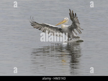 Krauskopfpelikan, Landung um mitmachen Fressattacke auf See Kerkini, Griechenland. Stockfoto