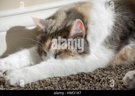 Ein Erwachsener stummgeschaltet Calico Katze schläft auf dem Teppich neben einer Wand in einem Heim. Stockfoto