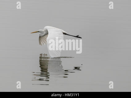 Silberreiher im Flug über See Kerkini, Griechenland. Stockfoto