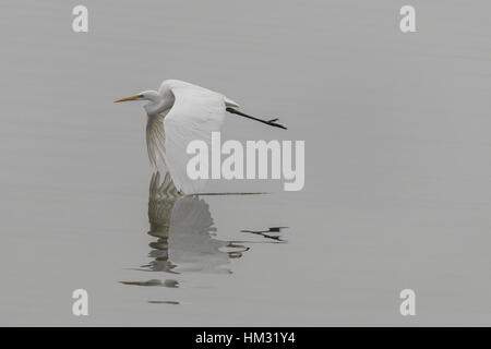 Silberreiher im Flug über See Kerkini, Griechenland. Stockfoto