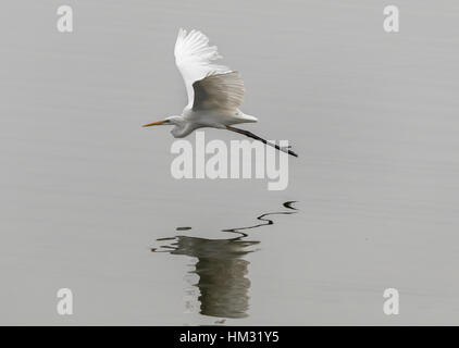 Silberreiher im Flug über See Kerkini, Griechenland. Stockfoto