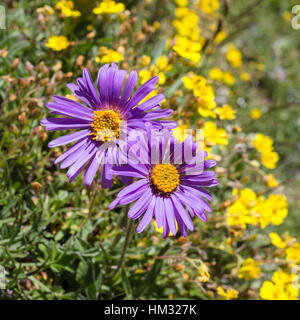 Alpenblume, Aster Alpinus, Aosta-Tal-Italien. Foto auf einer Höhe von 2300 Metern. Stockfoto