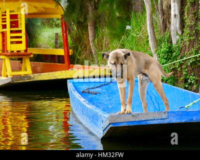 Xochimilco, Mexiko City, Mexiko, zwei Monate bevor ein Riss das Wasser aus den Kanälen abgelassen. Rüden auf blaues Boot ins Wasser suchen. Stockfoto