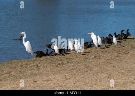 Reiher mit Enten Stockfoto