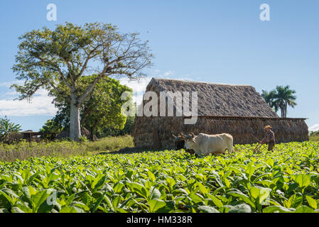 Kubanischen Tabak Landwirt Pflügen mit Ochsen in Vinales, Kuba Stockfoto