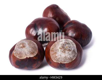 Rosskastanie Conkers isoliert auf weißem Hintergrund Stockfoto