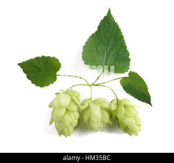 Hopfen Zapfen isoliert auf weißem Hintergrund Stockfoto