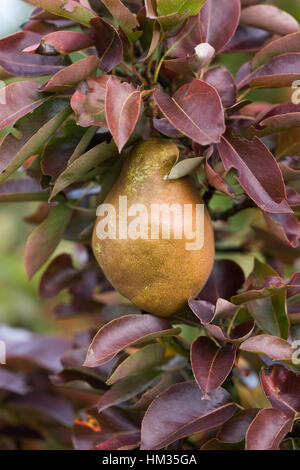 Pyrus Communis "Belle de Soignies". Birne auf einem Baum wachsen. Stockfoto