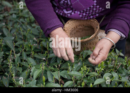 Mähdrescher auf Teeplantage Scheren die ersten zarten Knospen für neues Wachstum in Teesträucher Beginn des Frühlings im Südwesten Chinas. Stockfoto