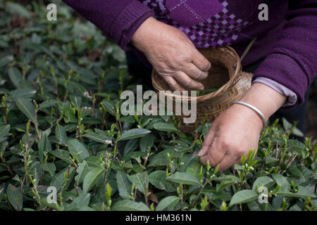 Mähdrescher auf Teeplantage Scheren die ersten zarten Knospen für neues Wachstum in Teesträucher Beginn des Frühlings im Südwesten Chinas. Stockfoto