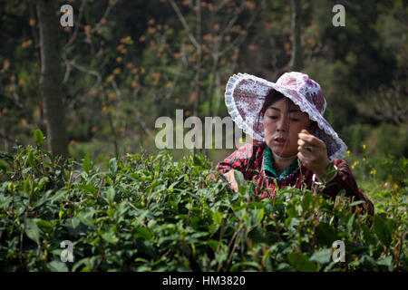 Eine Frau nimmt zart Tee Knospen während der ersten Teeernte des Jahres während Qing Ming Festival in Sichuan in China. Stockfoto