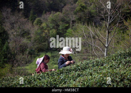 Frauen mit hüten gegen die Sonne ernten Tee auf einer Teeplantage in den Bergen von Sichuan in China. Stockfoto