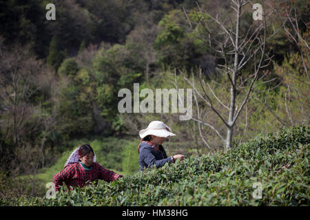 Frauen mit hüten gegen die Sonne ernten Tee auf einer Teeplantage in den Bergen von Sichuan in China. Stockfoto