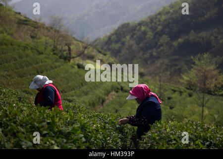 Frauen mit hüten gegen die Sonne ernten Tee auf einer Teeplantage in den Bergen von Sichuan in China. Stockfoto