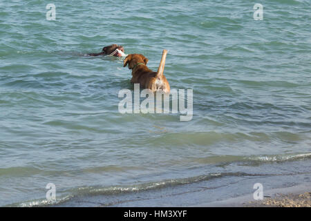 Beagle-Mix, mit der Kamera im Wasser mit Schweif steht Uhren Pit Bull Mix weiße Fetch Spielzeug an Land in Aufbewahrung Hundeteich Park bringen Stockfoto