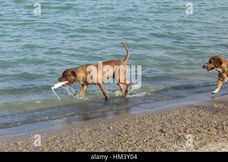 Bullmastiff Pit Bullterrier Mix tragen eine weißes Fetch-Spielzeug als ein Beagle Welsh Corgi Mix dieser Hund Park-Strand-Szene betritt Stockfoto