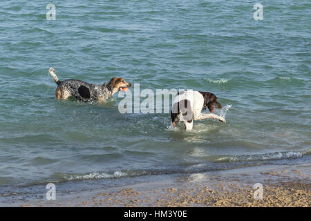 Ball toting Bluetick Hund Walker Coonhound Mutt gerade verwirrt Zeiger dalmatinischen Mischung schlagen und beißen das Wasser nahe der Küste von einem Hund Park Teich Stockfoto