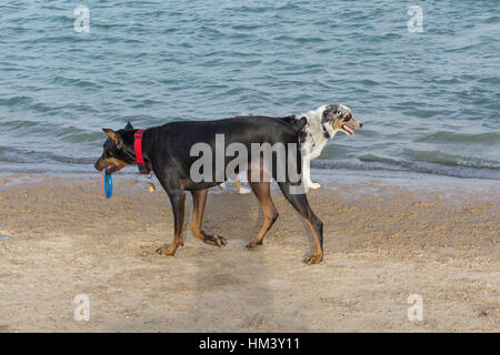 Austrailian Shepherd Mix und einem nassen Dobermann zu Fuß am Strand wie zwei Schiffe, die in der Nacht passieren Stockfoto