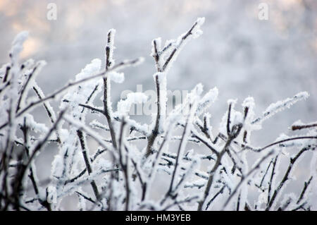 Verschneite Äste In blauen Schlüssel, große detaillierte Nahaufnahme, sanfte Zweige Bokeh, Horizontal Stockfoto