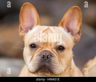 Junge französische Bulldogge Headshot Stockfoto