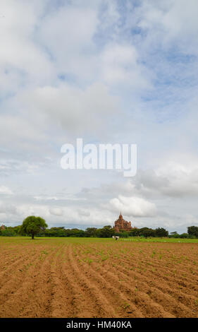 Ochsenkarren Pflügen die Furche in Bagan, Myanmar Stockfoto