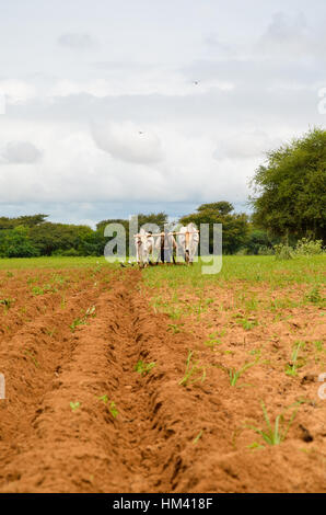 Ochsenkarren Pflügen die Furche in Bagan, Myanmar Stockfoto