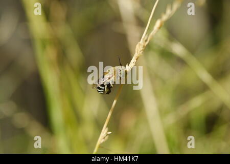 Blaufiene, Amegilla cingulata. Stockfoto