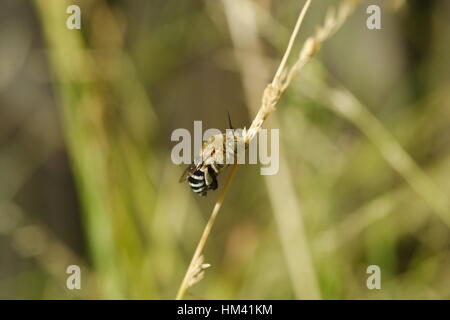 Blaufiene, Amegilla cingulata. Stockfoto