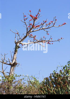 Bombax Ceiba. Rote Seide Baumwolle Baum. Familie: Bombacaceae. Ein großer Laubbaum mit schönen Blumen, die durch Vögel und Fledermäuse bestäubt werden. Stockfoto