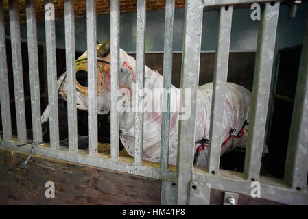 Pferd, bedeckt mit einer weißen Decke in einem Stall Stockfoto