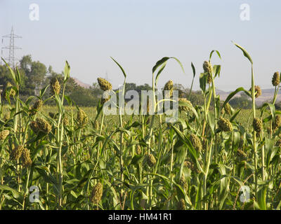 Sorghum (Jawar) Ernte. Maharashtra, Indien Stockfoto