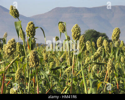 Sorghum (Jawar) Ernte. Maharashtra, Indien Stockfoto