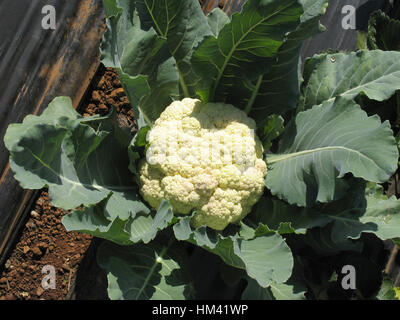 Blumenkohl-Brassica Oleracea var. Botrytis. Verbreiteten Gemüse in Indien. Blumenkohl ist eine von mehreren Gemüse in der Gattung Brassica Oleracea in t Stockfoto